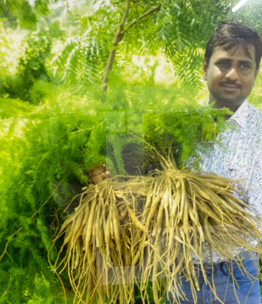 Shatavari: Queen of Herbs