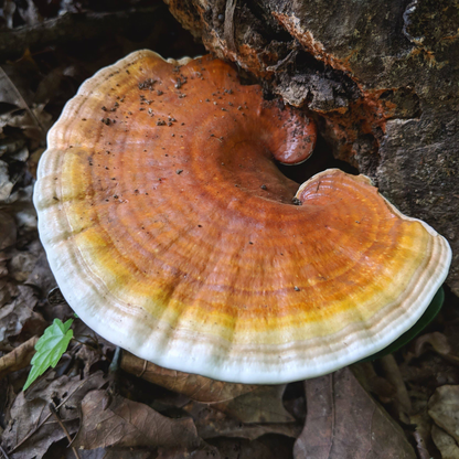 Adaptogen Magic Herbal Tincture