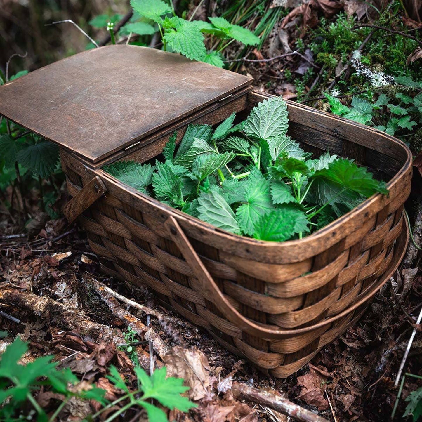 Allergy Relief Herbal Tincture 