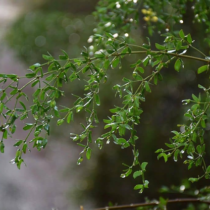 Allergy Relief Herbal Tincture 
