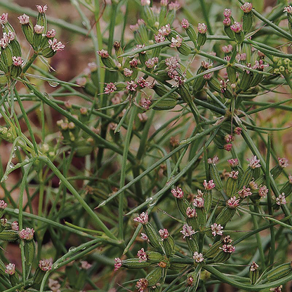 Daily Digestive Herbal Tincture