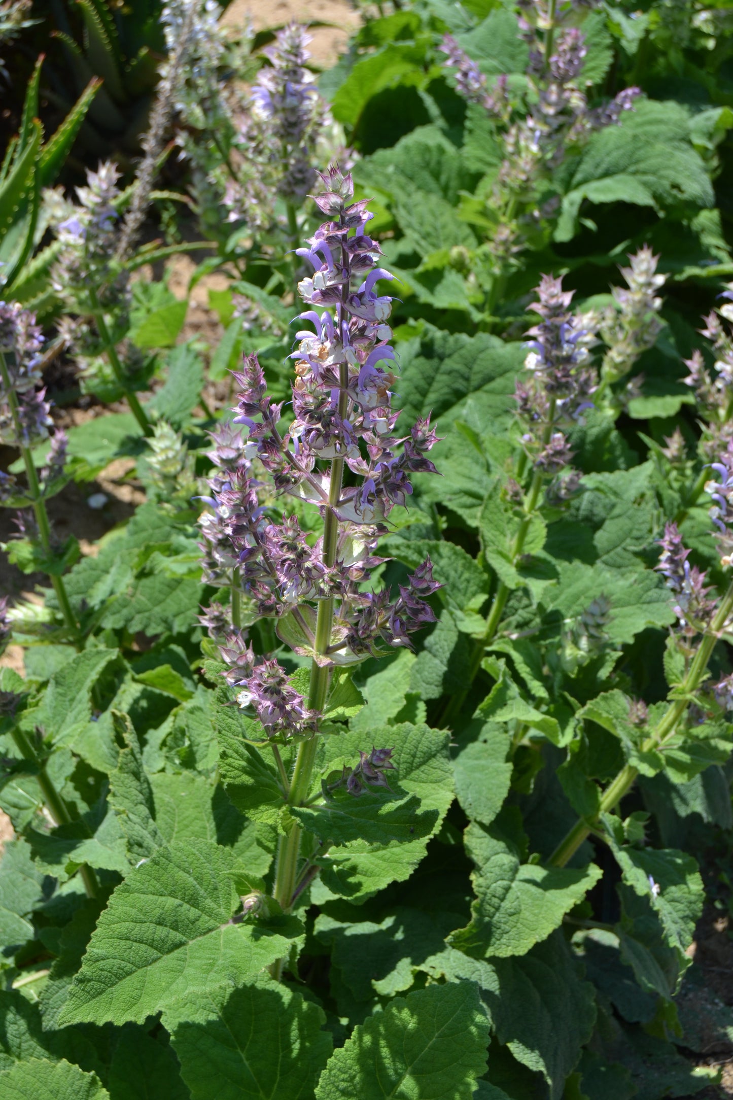Clary Sage Essential Oil (COSMOS Natural) 10ml