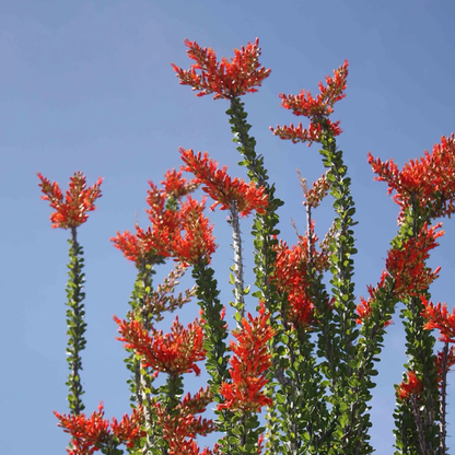 Ocotillo Flower Essence