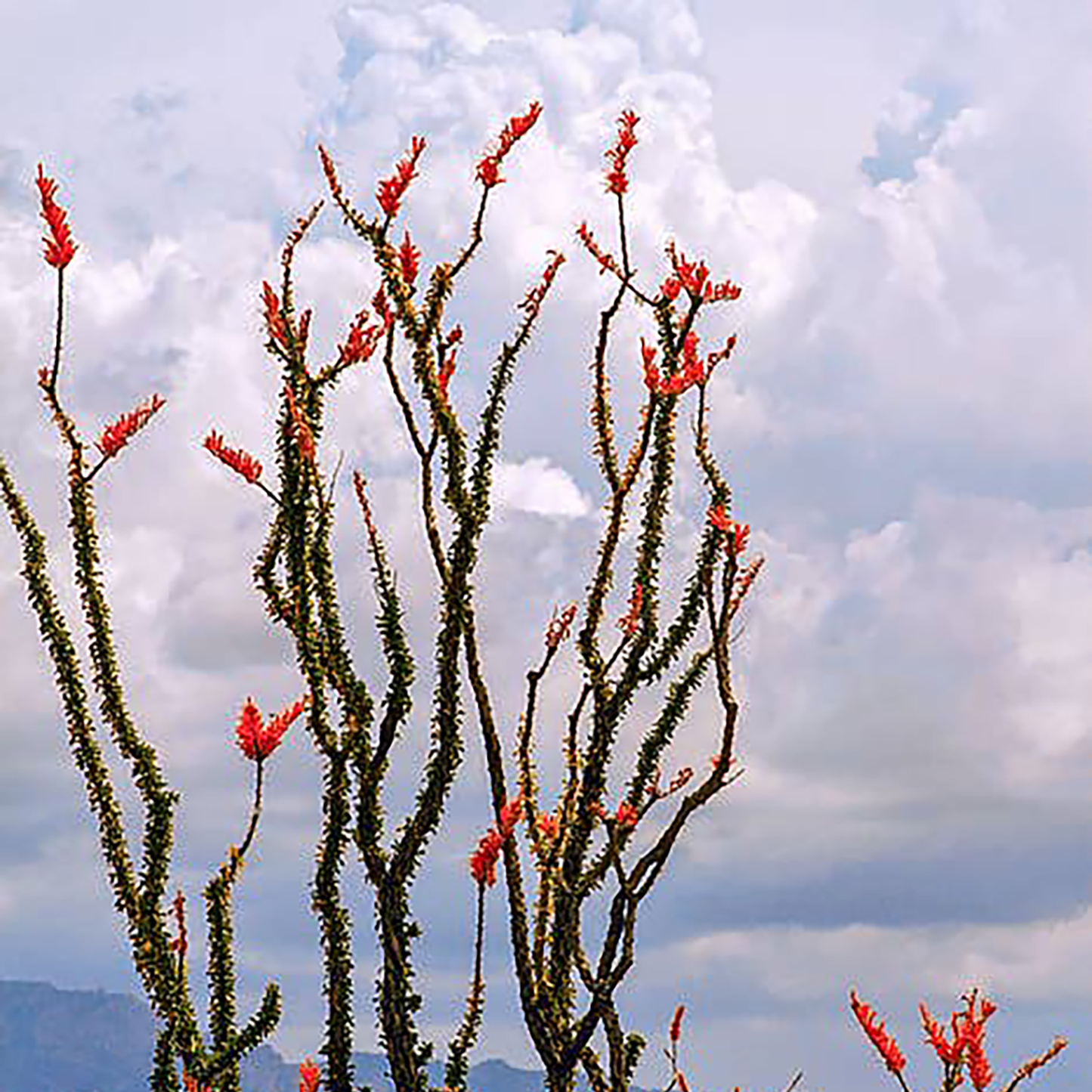 Ocotillo Flower Essence