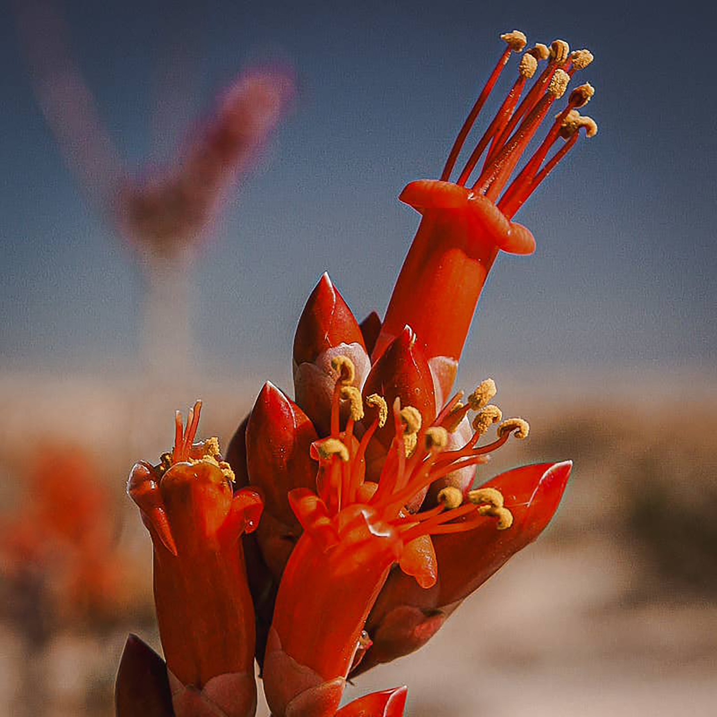 Ocotillo Flower Essence